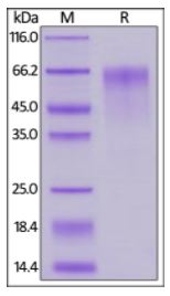 Mouse FGF R4 on SDS-PAGE under reducing (R) condition. The gel was stained overnight with Coomassie Blue. The purity of the protein is greater than 90%.